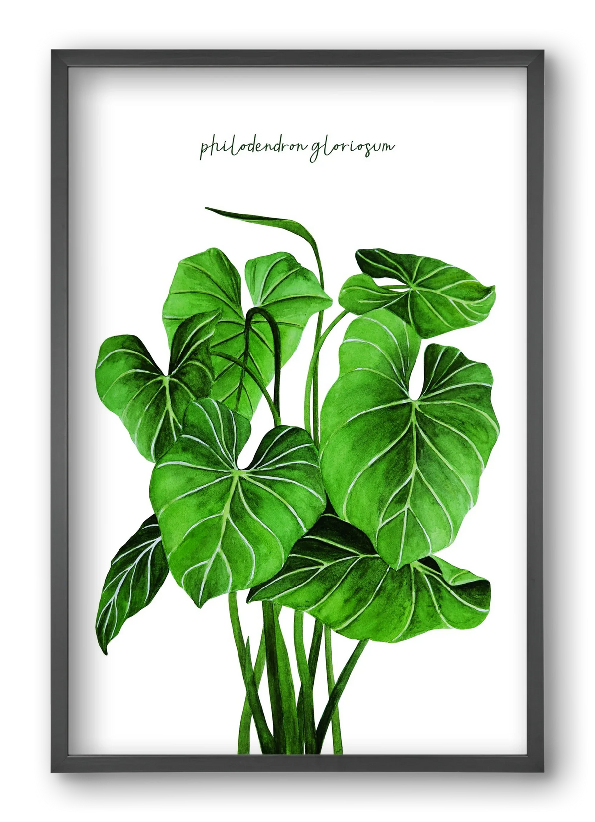 philodendron gloriosum - artbridge
