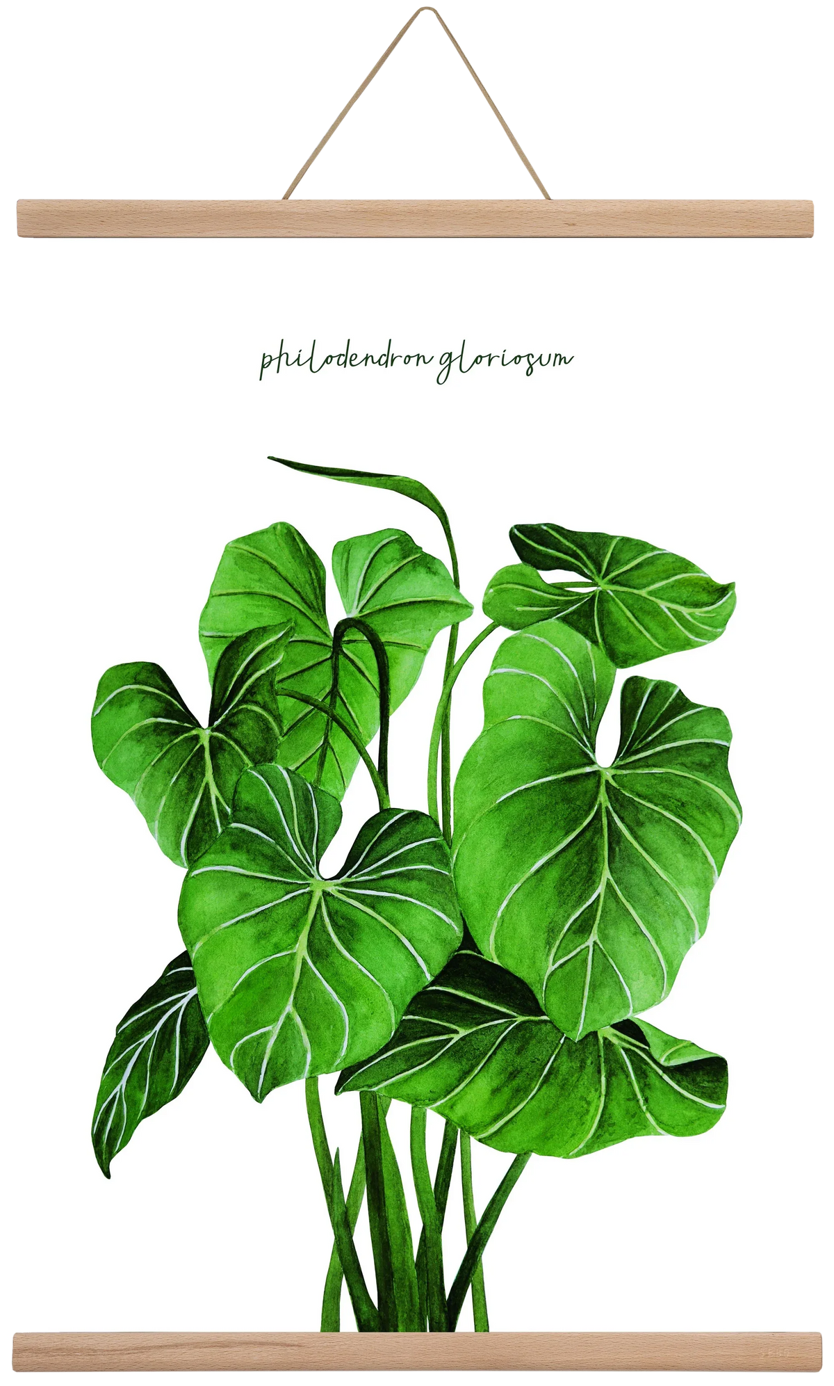 philodendron gloriosum - artbridge