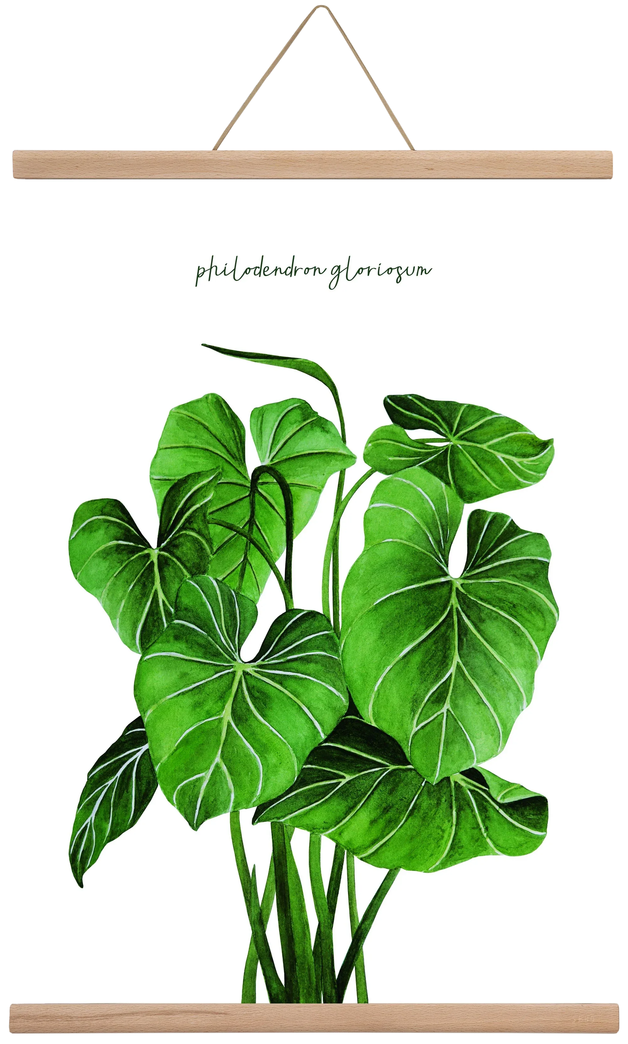 philodendron gloriosum - artbridge
