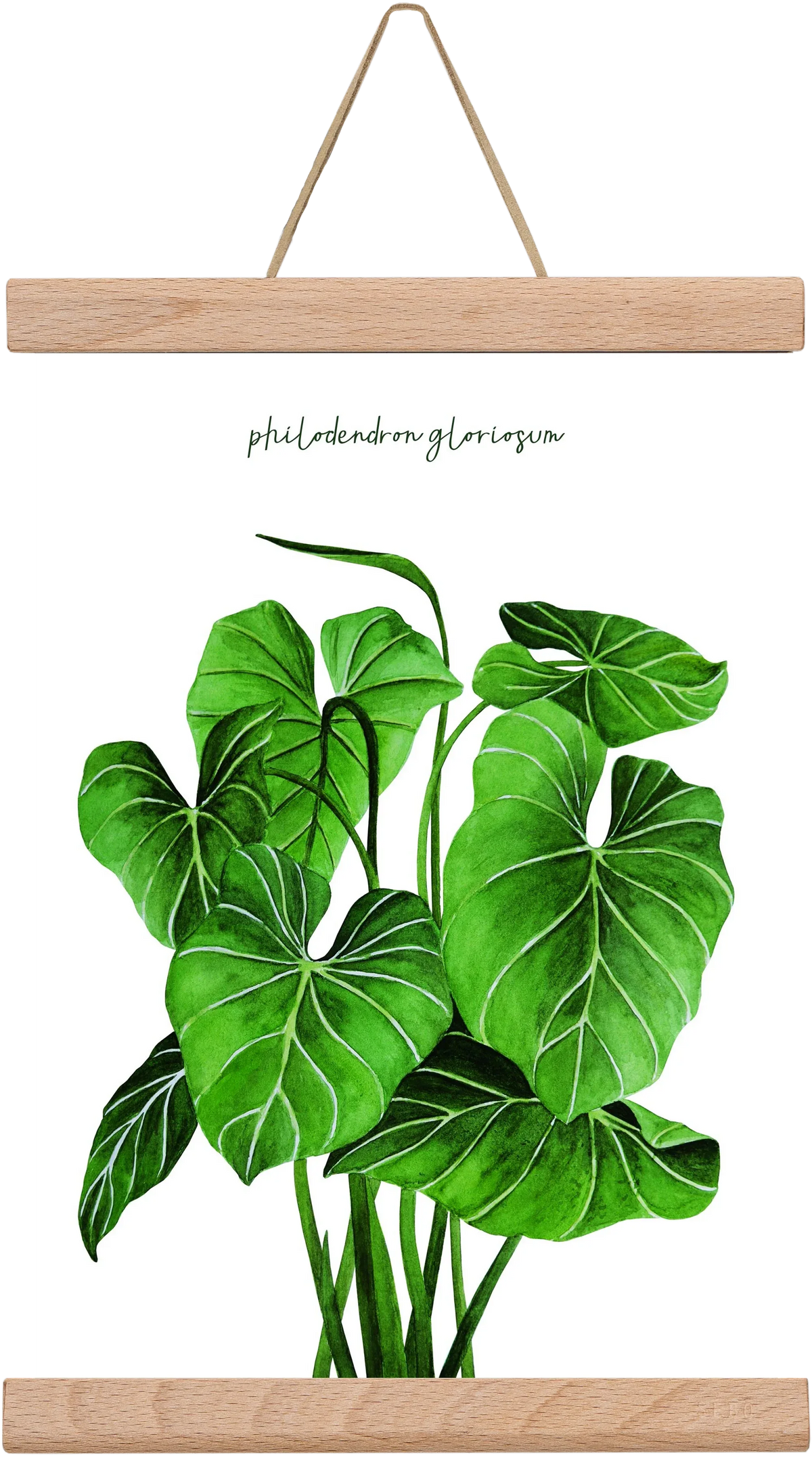 philodendron gloriosum - artbridge