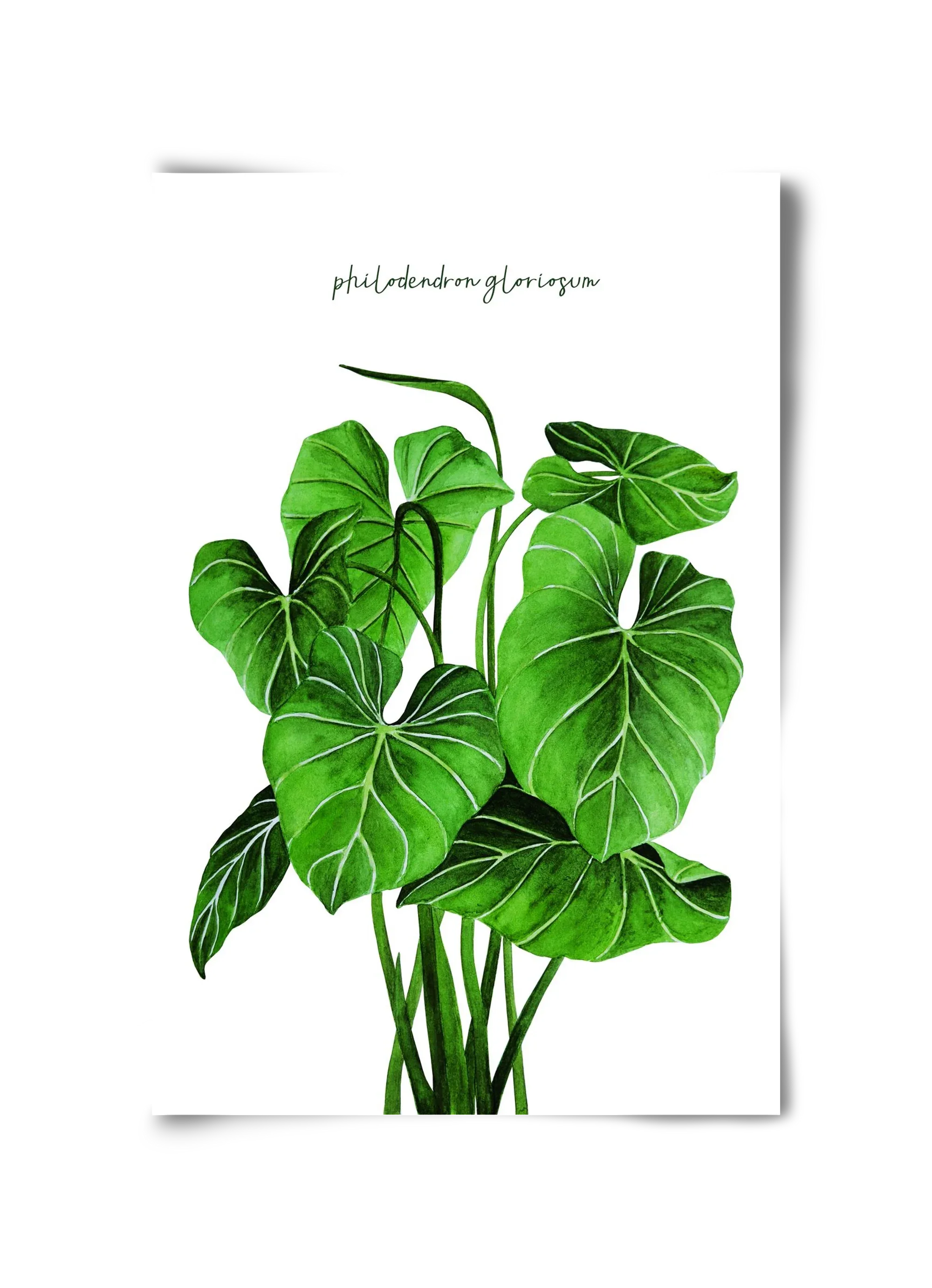 philodendron gloriosum - artbridge