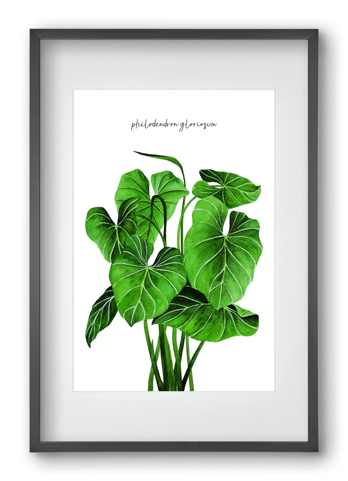 philodendron gloriosum - artbridge