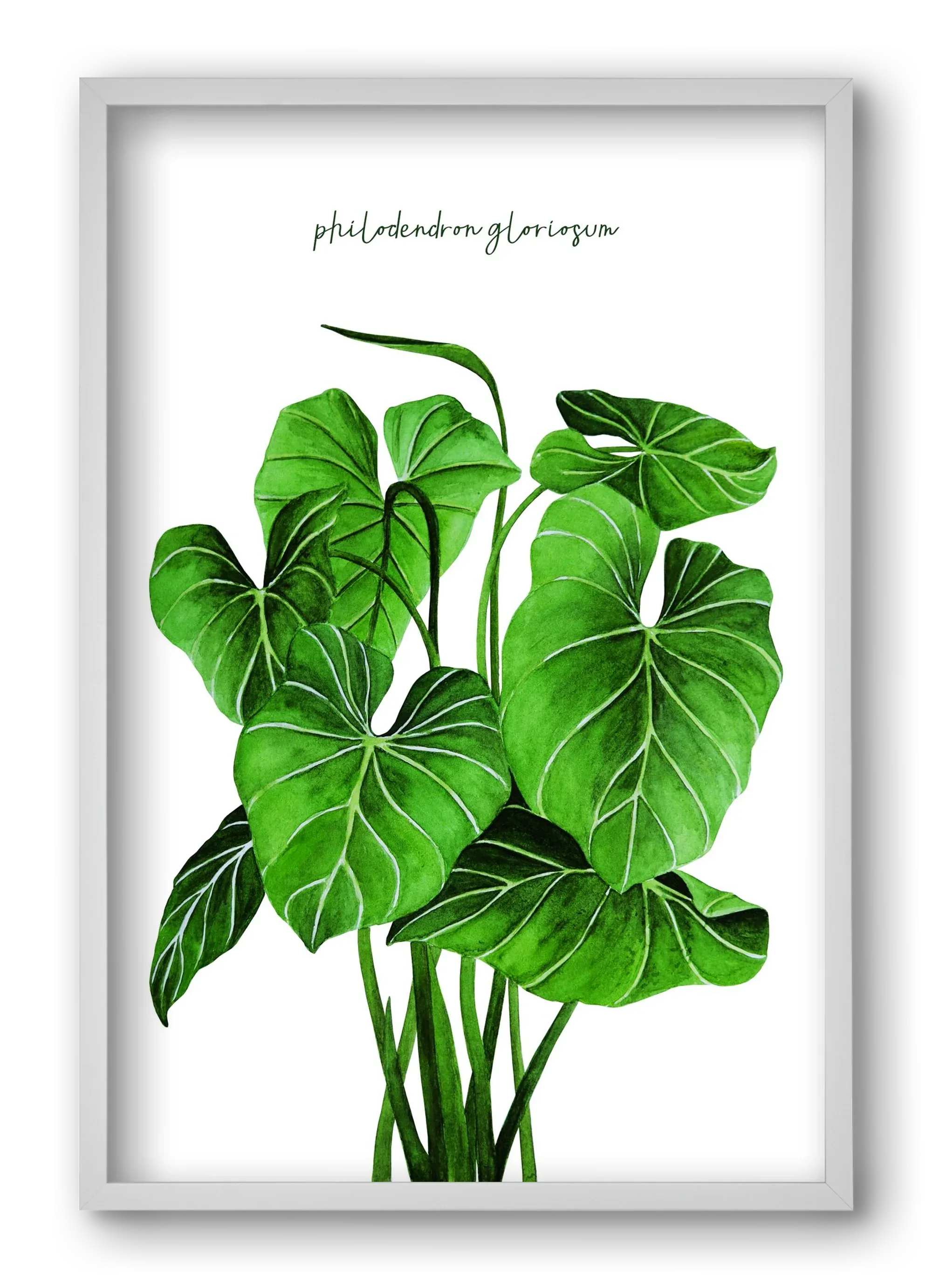 philodendron gloriosum - artbridge
