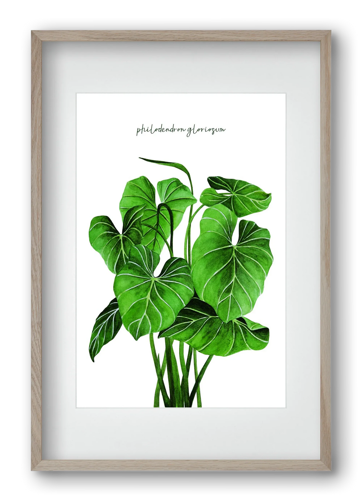 philodendron gloriosum - artbridge