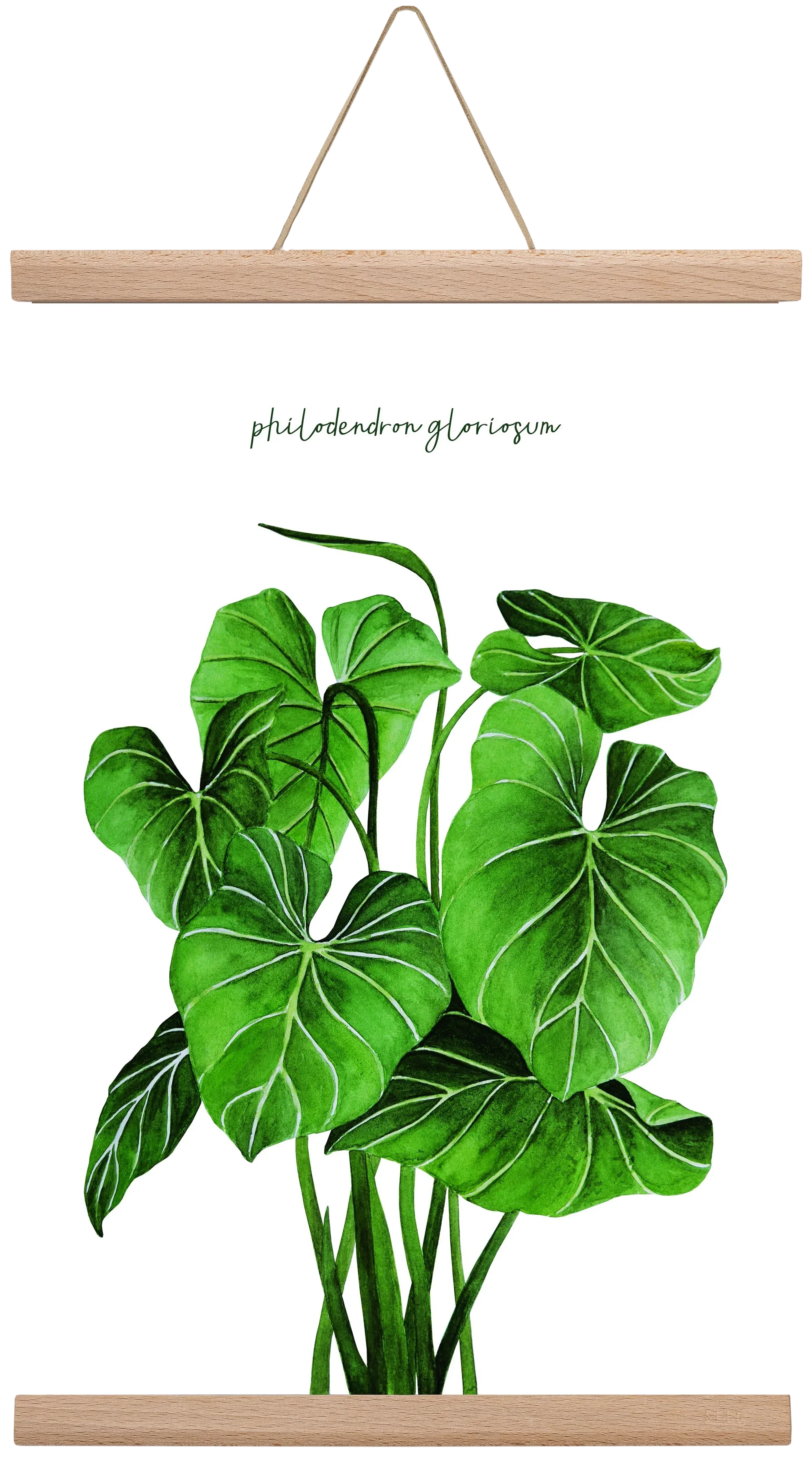philodendron gloriosum - artbridge