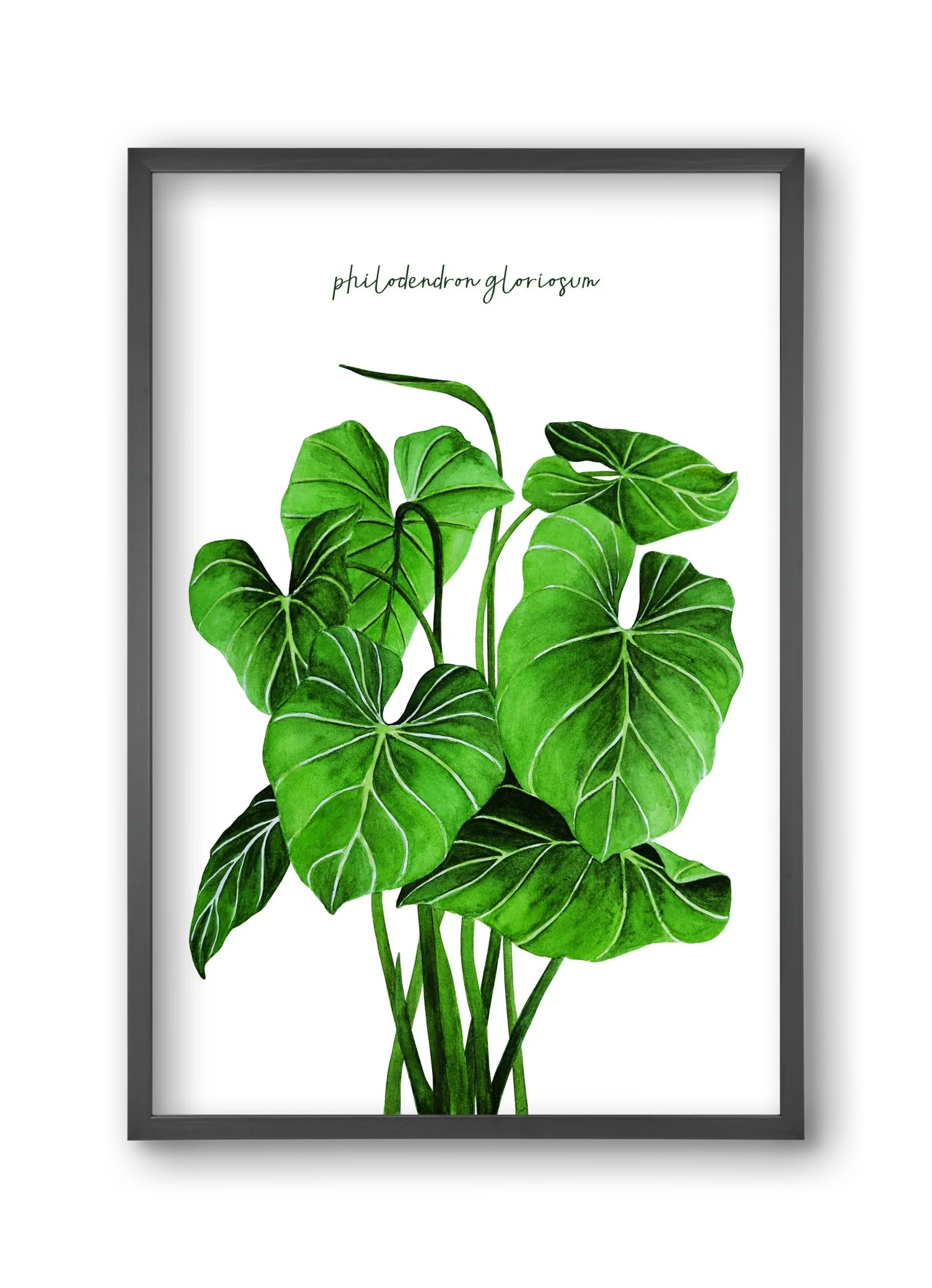 philodendron gloriosum - artbridge