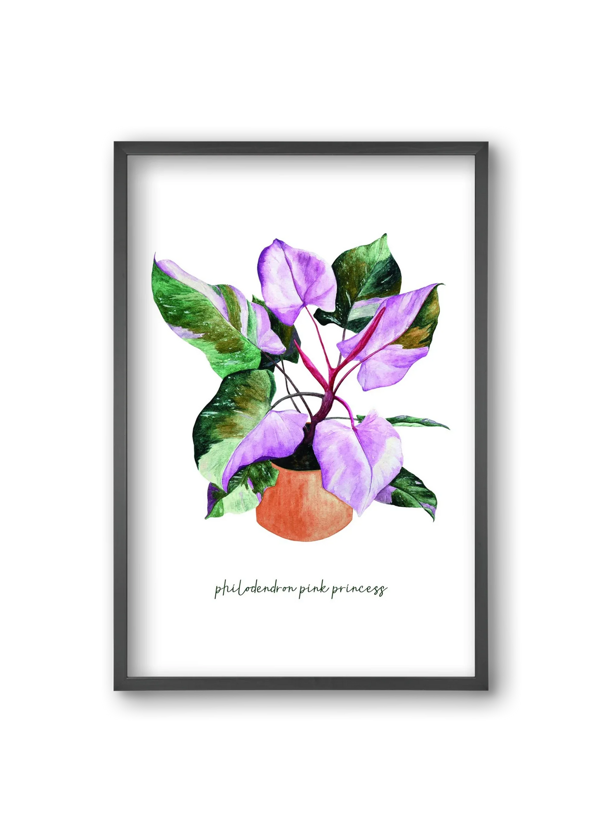 philodendron pink princess - artbridge