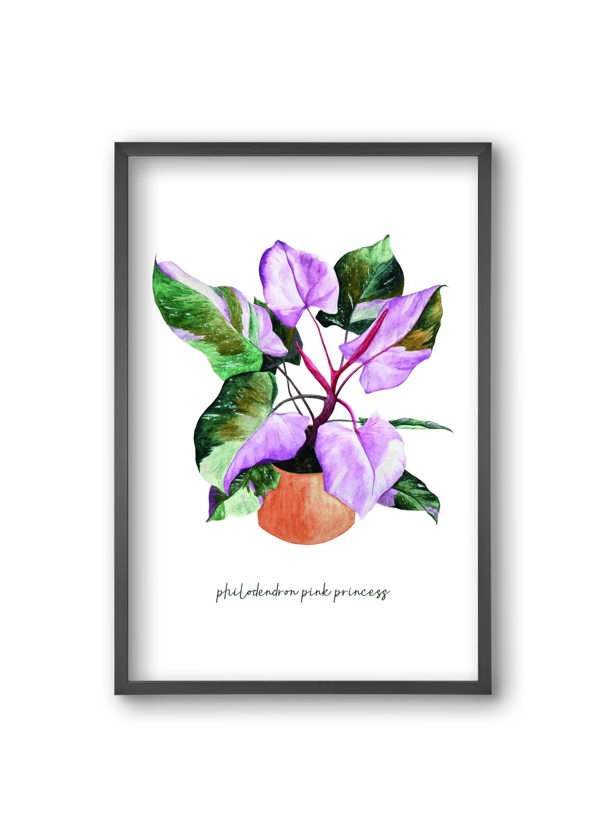 philodendron pink princess - artbridge
