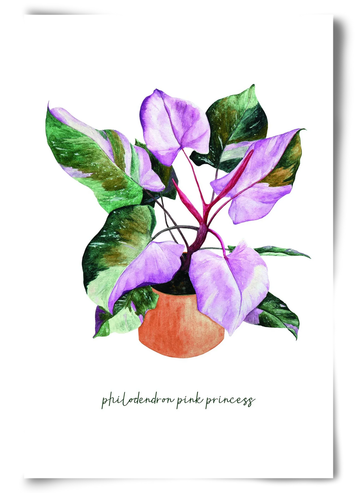 philodendron pink princess - artbridge