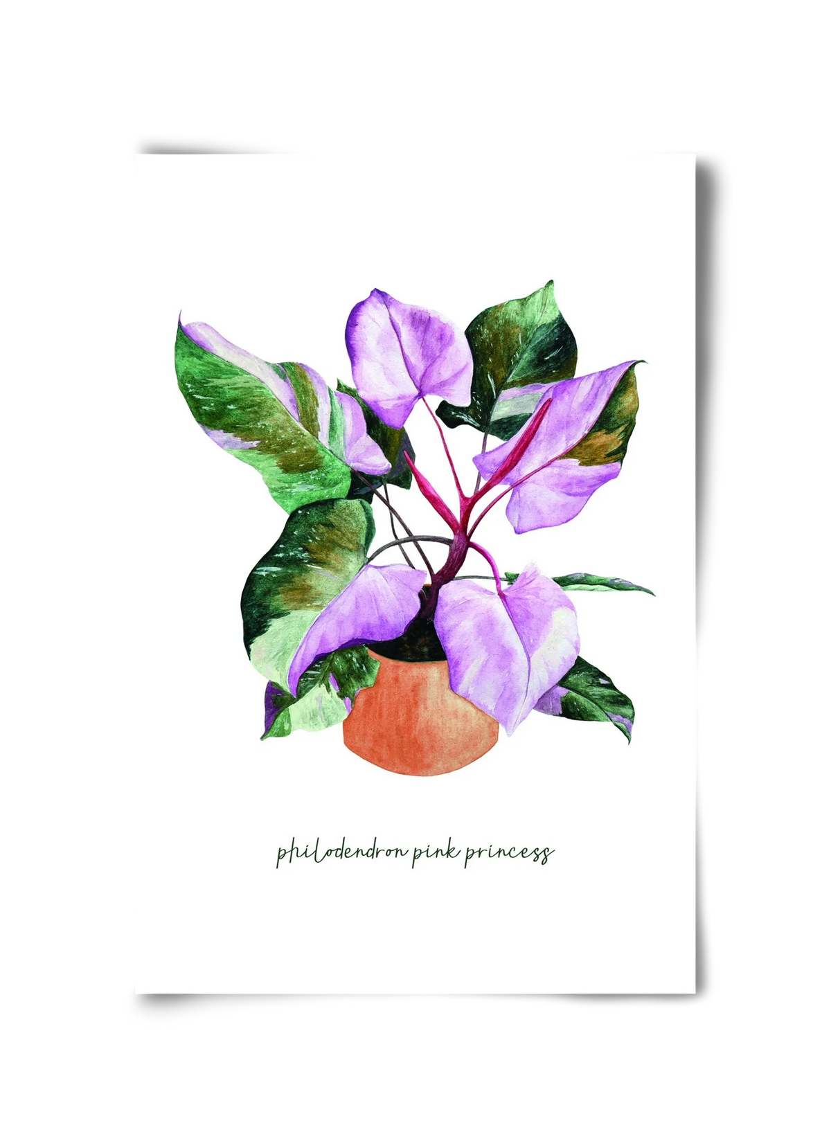 philodendron pink princess - artbridge
