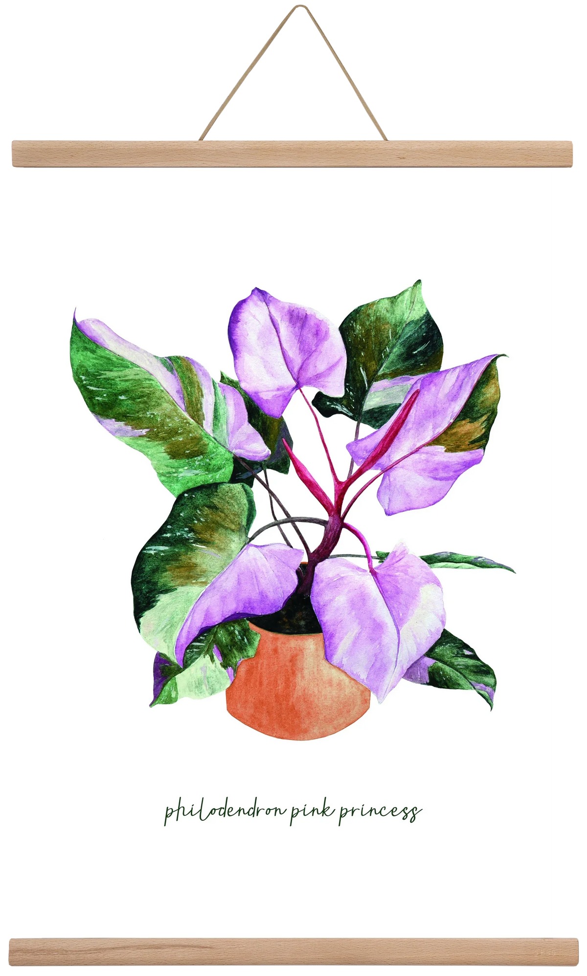 philodendron pink princess - artbridge