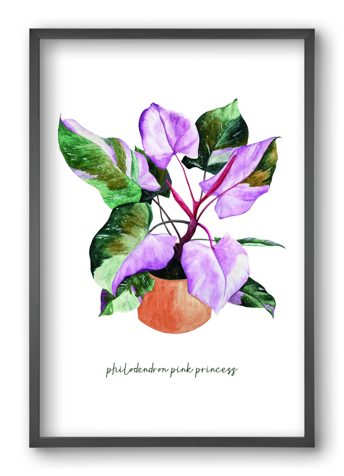 philodendron pink princess - artbridge