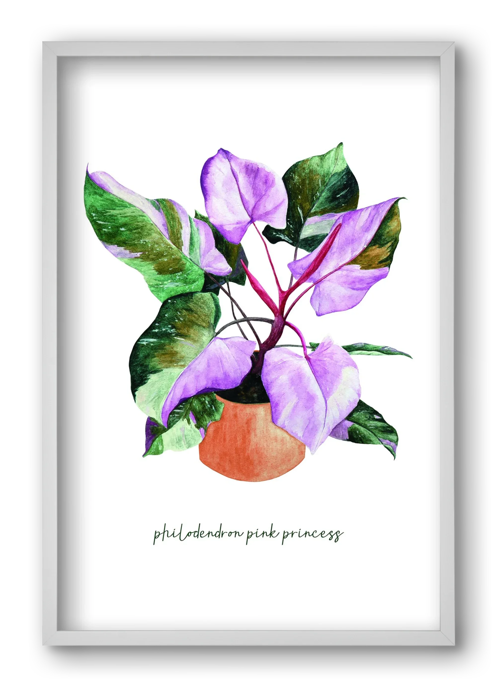 philodendron pink princess - artbridge