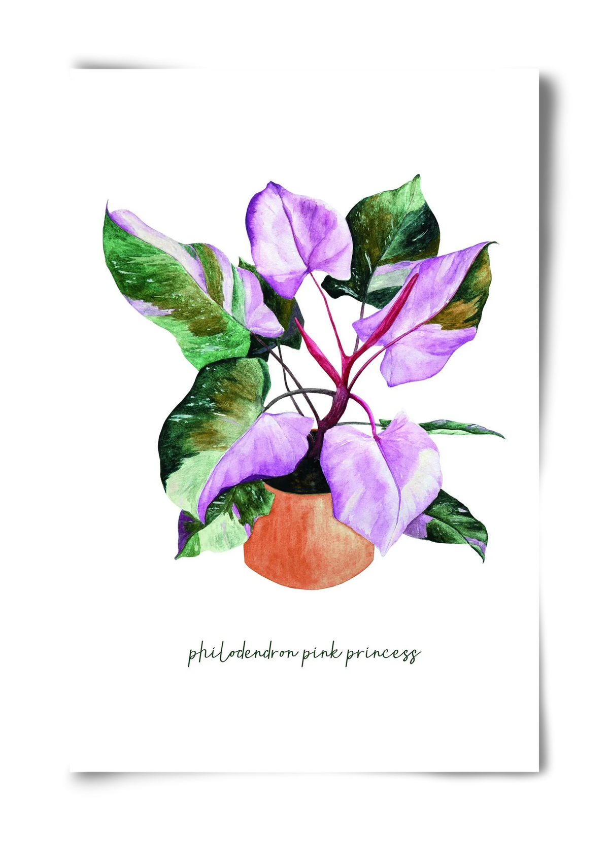 philodendron pink princess - artbridge