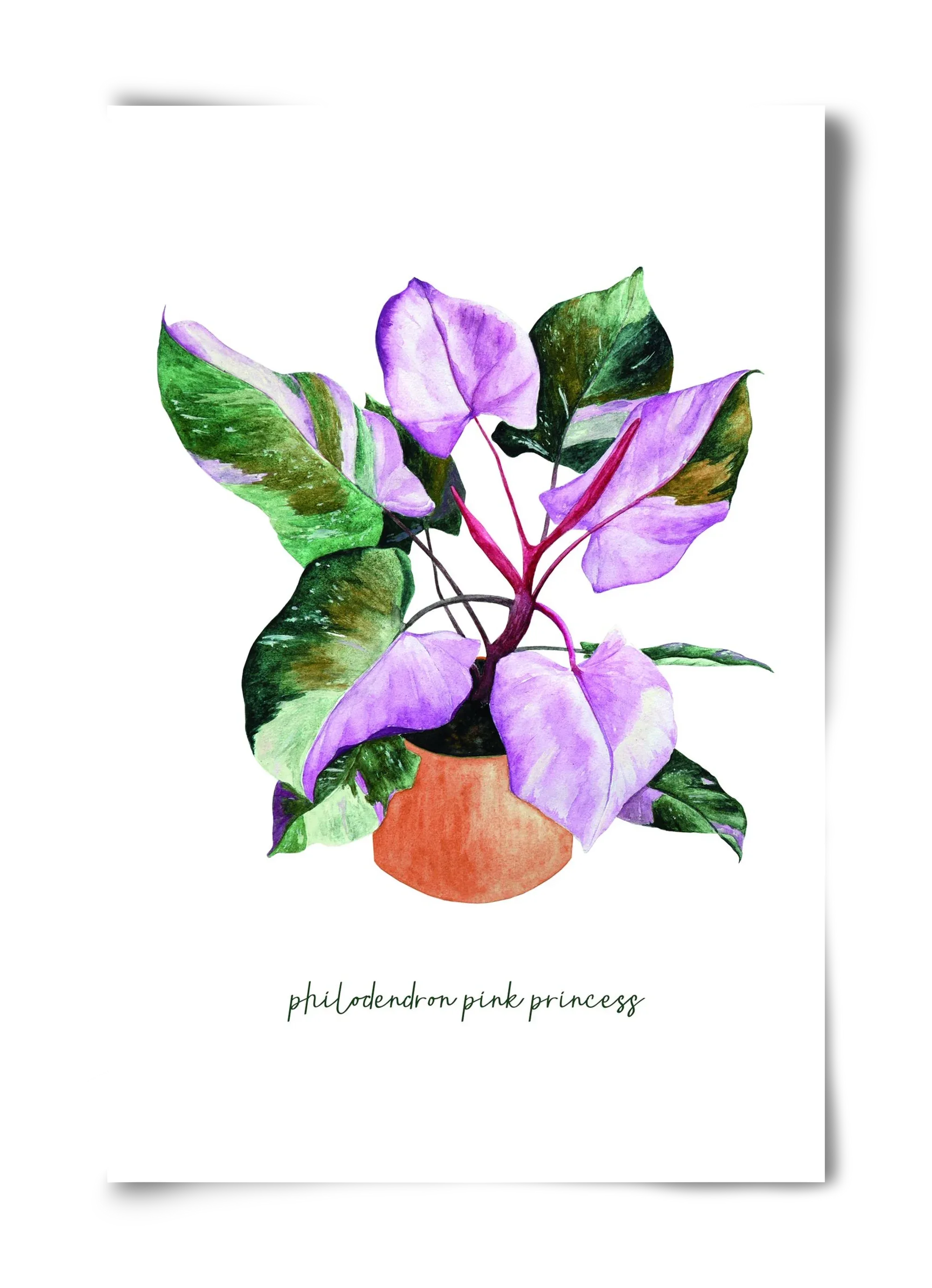 philodendron pink princess - artbridge