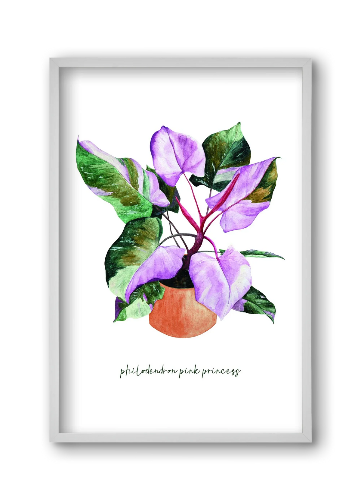 philodendron pink princess - artbridge