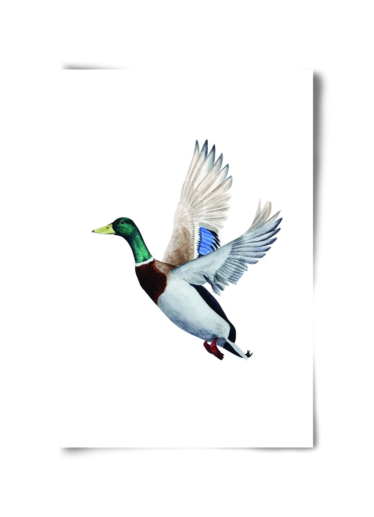 duck - artbridge