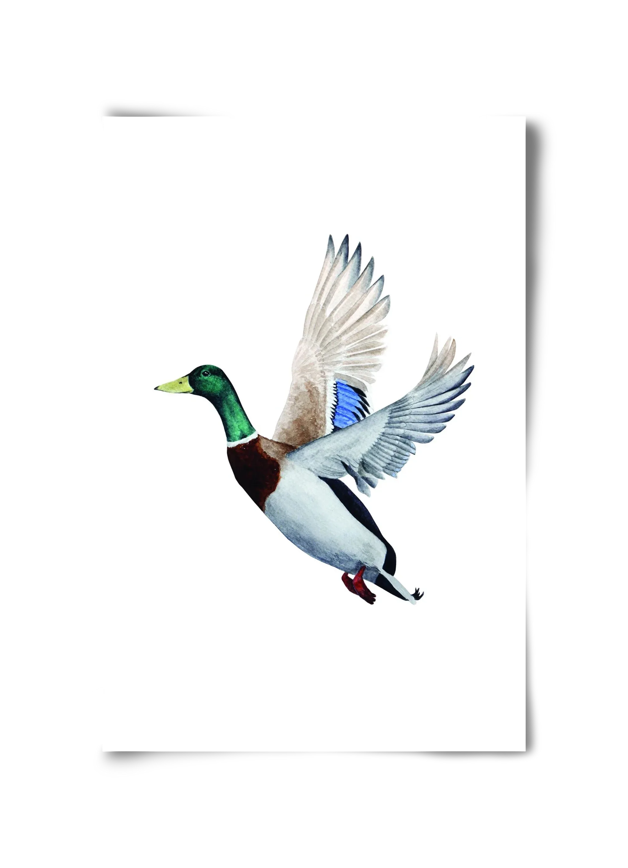 duck - artbridge