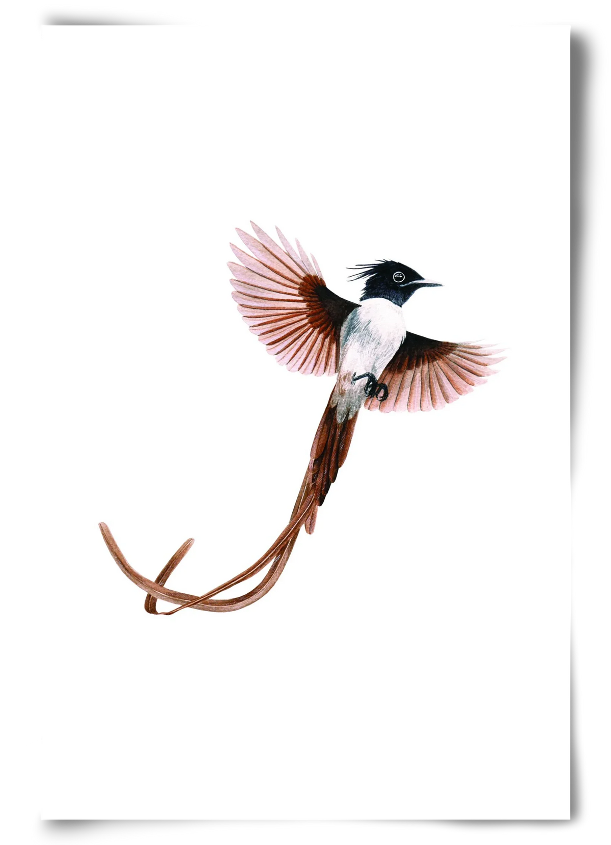 flycatcher - artbridge