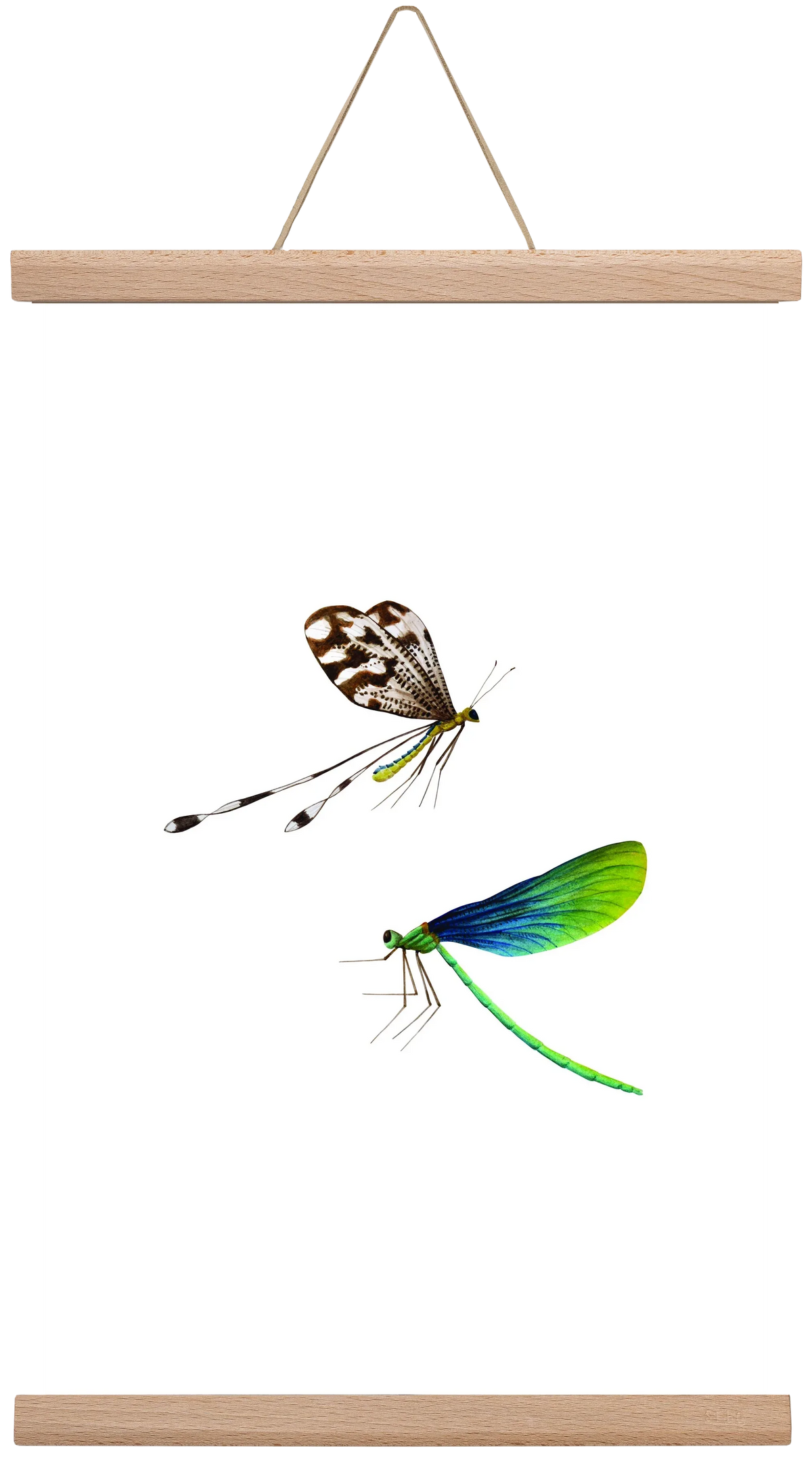 dragonflies - artbridge