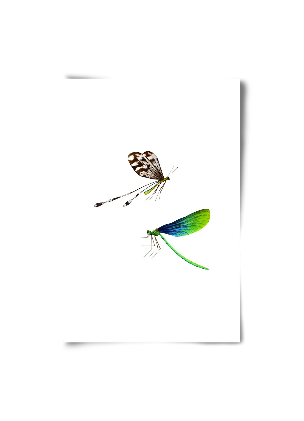 dragonflies - artbridge