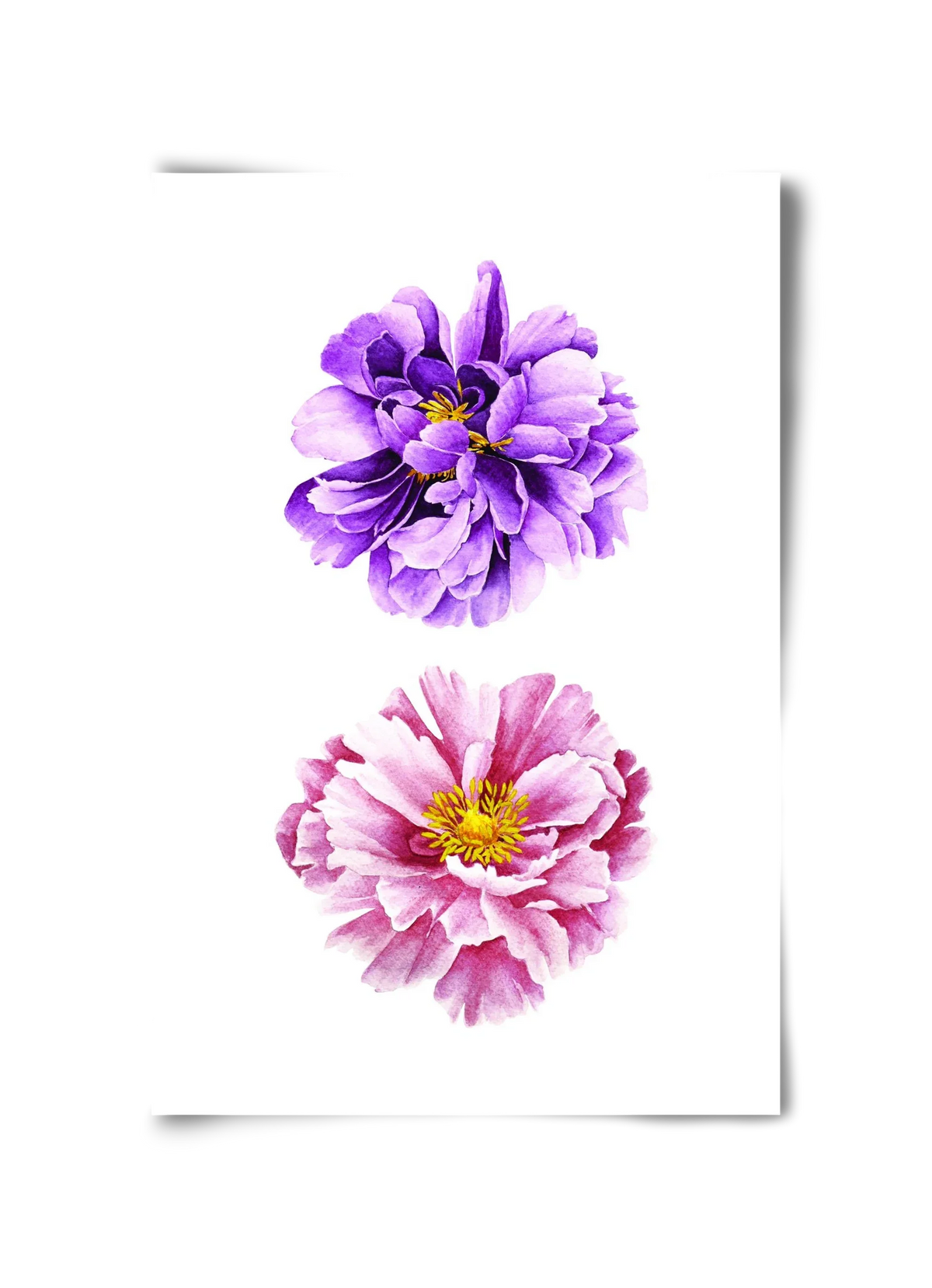peonies - artbridge