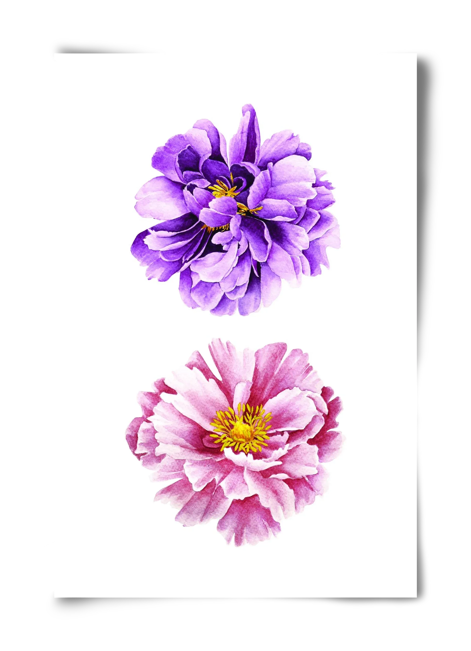 peonies - artbridge