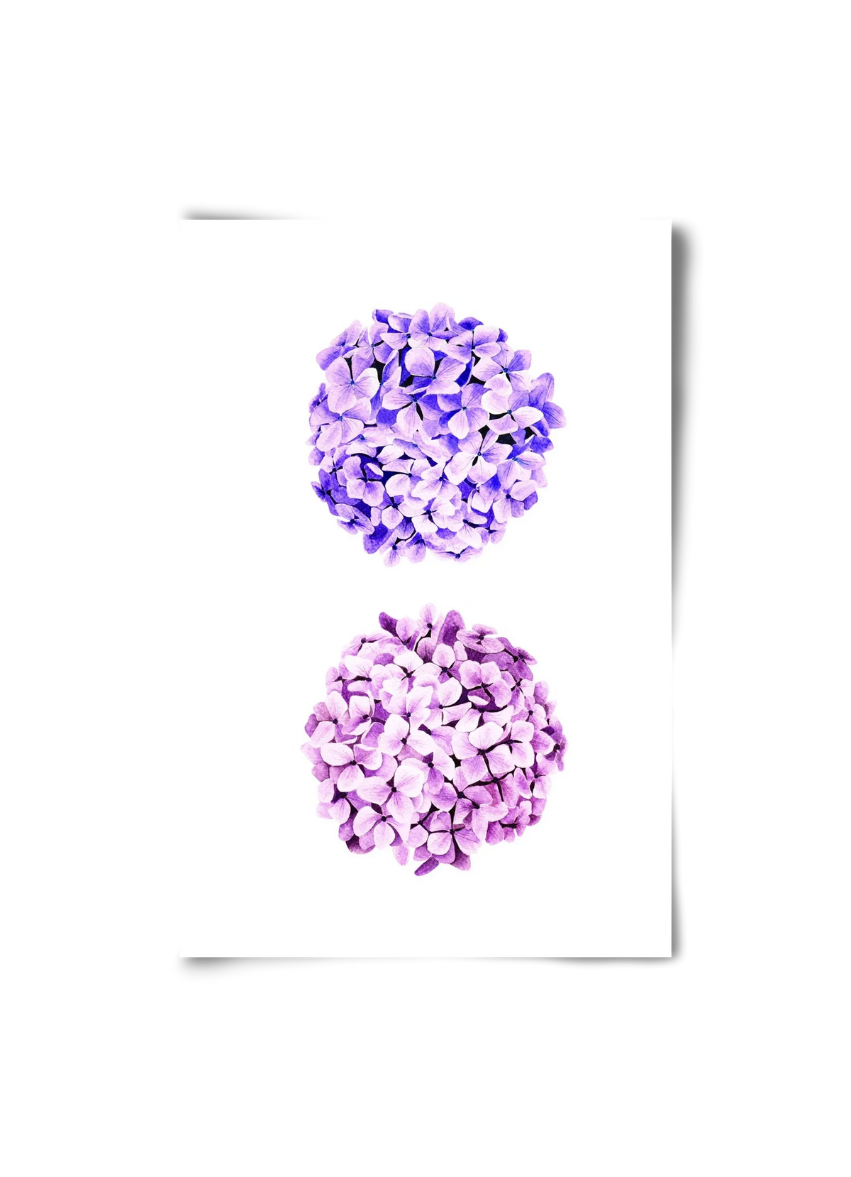 hydrangea - artbridge