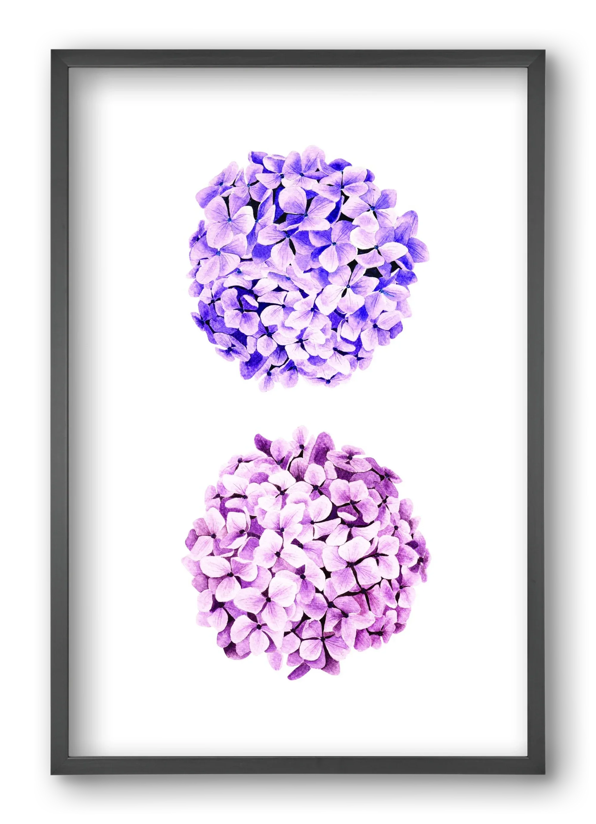 hydrangea - artbridge