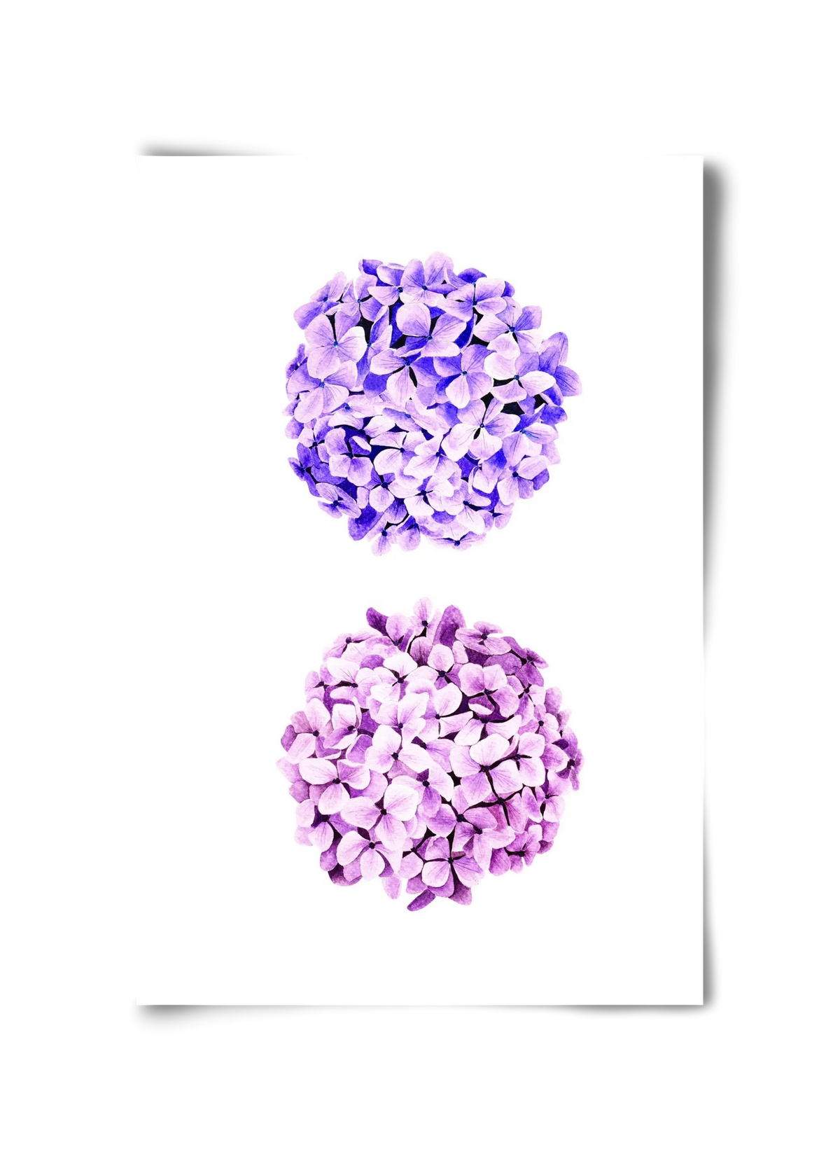 hydrangea - artbridge