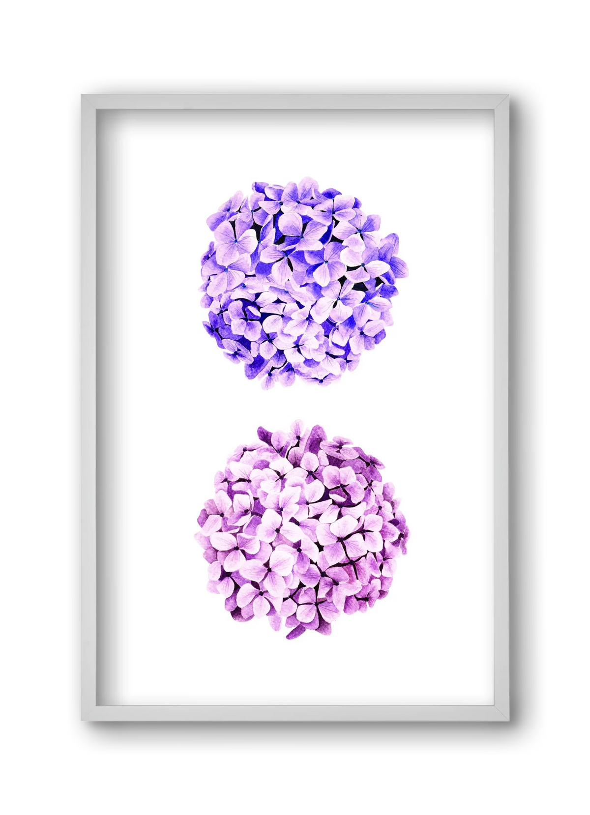 hydrangea - artbridge