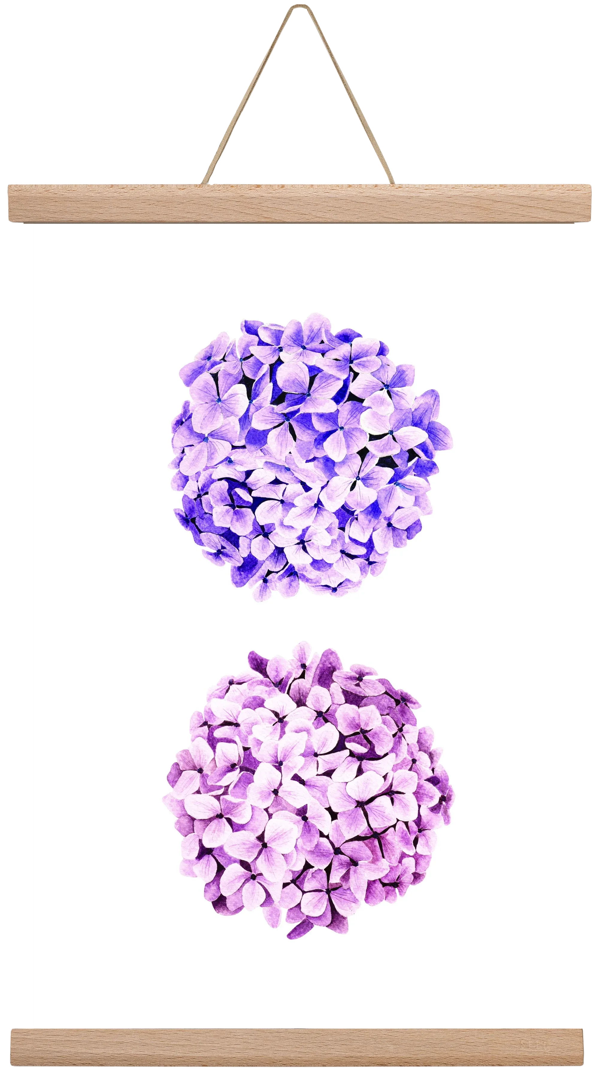 hydrangea - artbridge