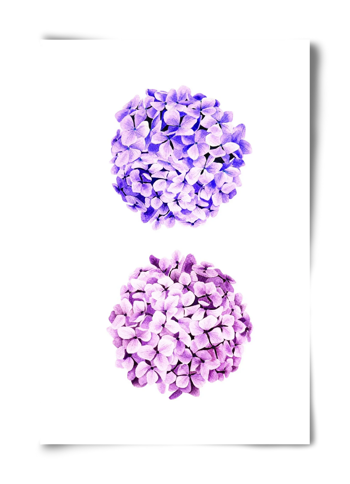 hydrangea - artbridge