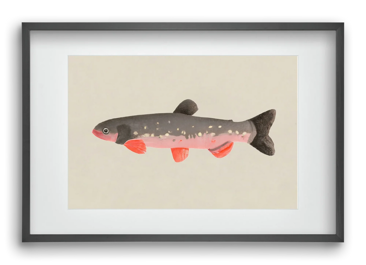 Still fishy - artbridge