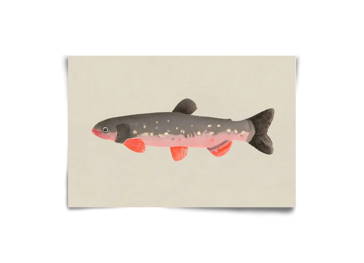 Still fishy - artbridge